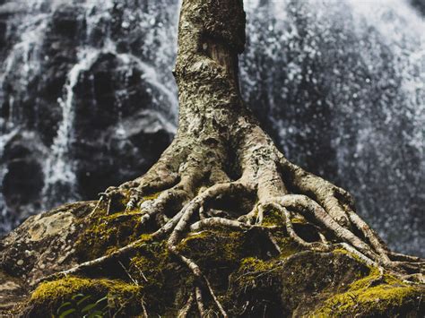 Plants communicate through an underground web of fungi | Meer