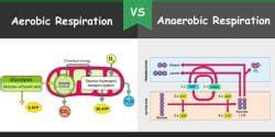 Respiration in Humans and Plants - Science Class 10 PDF Download