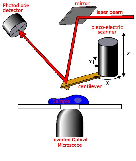 Image result for AFM Structure