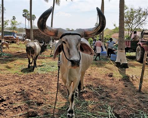 4th Kongunaadu kaalnadai Thiruvizha- 2018 | by sajeesh radhakrishnan ...