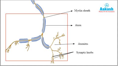 Neural Tissue Diagram, Function, Neuroglial Cells & Nervous System | AESL