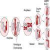 A malehuman process 46 chromosomes and of a female human process 46 ...