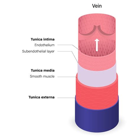 Blood Vessels Lesson - Must-Know Tips & Examples
