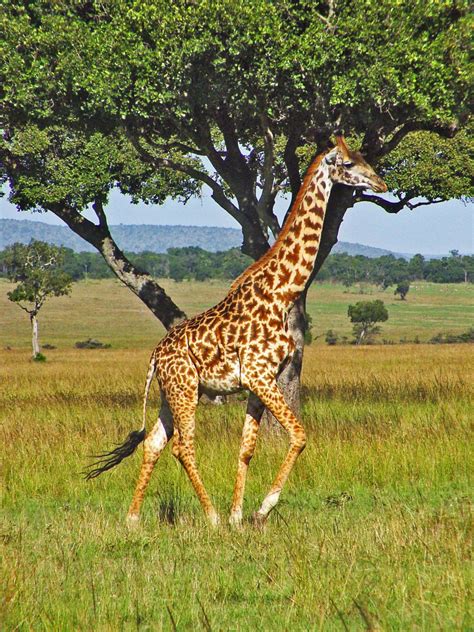 JavaScript Giraffe Academy 的图像结果