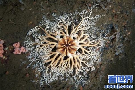 深海1萬米巨型生物之謎，大多都吃垃圾（附20張深海奇特生物） - 每日頭條