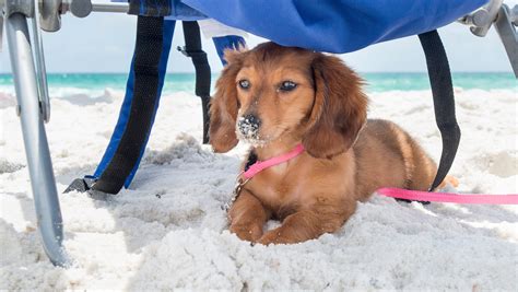 Pensacola Beach dog park near Portofino towers approved for expansion