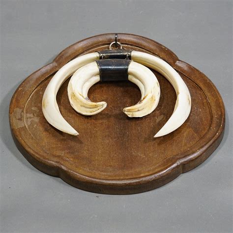 Large Vintage Wild Boar Tusk Trophy on Wooden Plaque, Germany 1970s For ...