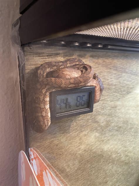 Image result for How Does Carpet Python Gave Birth