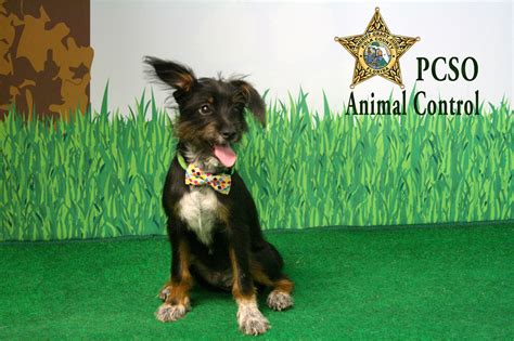 Pin by Polk County Sheriff's Office on PCSO Animal Control | Animal ...