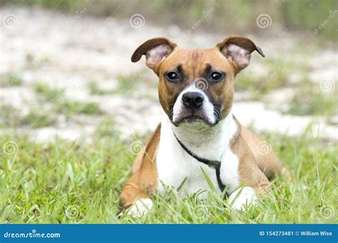 Boxer Pitbull Mixed Breed Puppy Laying Down Outside Stock Image - Image ...