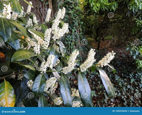 Cherry Laurel, Common Laurel, English Laurel Stock Photo - Image of ...
