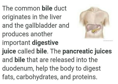 State the function of (a)bile juice and (b) pancreatic juice in the ...