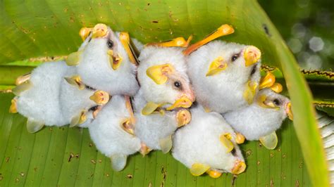 Honduran White Bat Baby