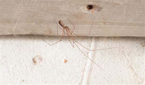 Fact File: Daddy-long-legs spider (Pholcus phalangioides) - Australian ...