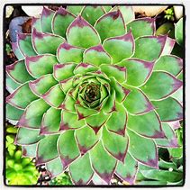 Image result for Ochid That Look Like Succulent Plants
