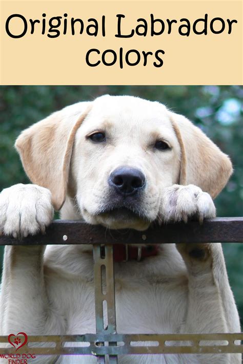 Image result for Labrador Retriever All Colors