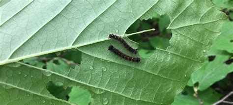 All Types Of Caterpillars
