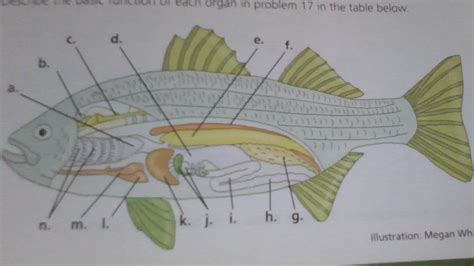 Image result for Discus Fish Anatomy