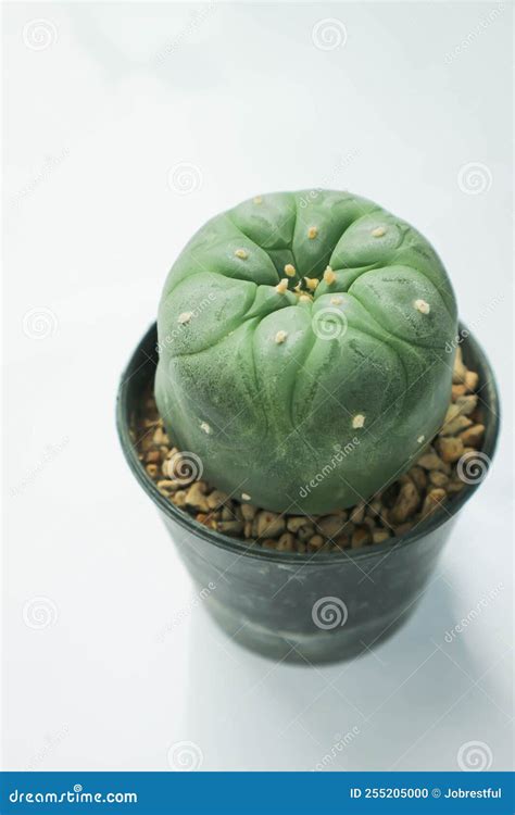 Lophophora Fricii or Peyote Cactus or Lophophora Williamsii , Peyote ...