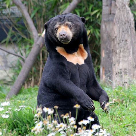 Edinburgh Zoo - All You Need to Know BEFORE You Go (with Photos)