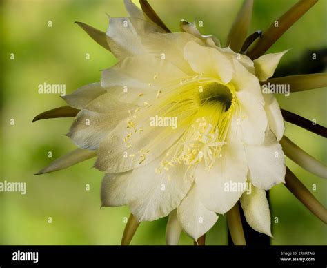 Night Blooming Cereus Turning Yellow