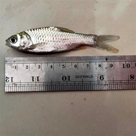 Jual Bibit ikan Tawes size 8-10cm - Jakarta Timur - Toko Khansa Lele 1 ...