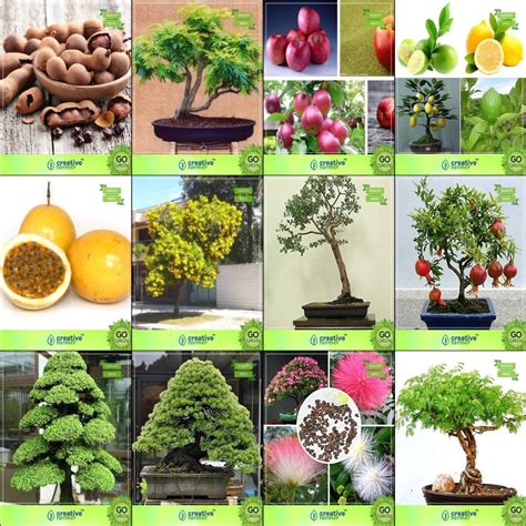 Creative Farmer Bonsai Suitable Seeds : Seeds Kit Combo Tamarind ...