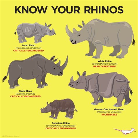 Pin by Meredith Seidl on Animal Facts | Rhino facts, Rhino, Animals wild