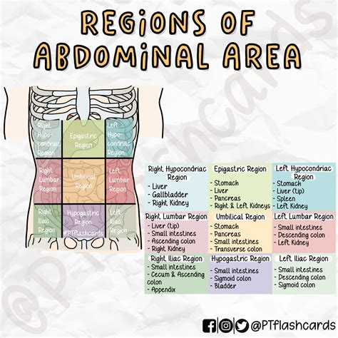 9 Zones Of Abdomen The Nine Regions Of The AAW (anterior Abdominal