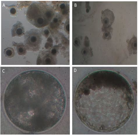 Animals | Special Issue : New Challenges in Livestock Reproductive ...