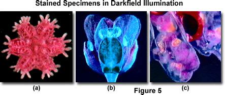 DarkField Microscope 的图像结果