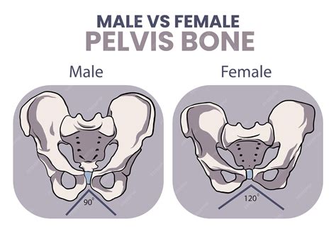 Premium Vector | Illustration of male vs female pelvis bone comparison