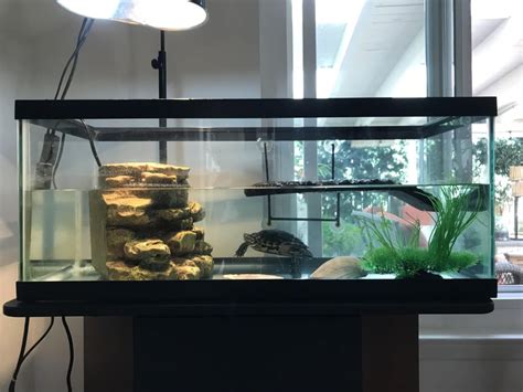 Image result for Turtle Shell Cleaning