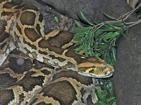 Image result for Indian Python