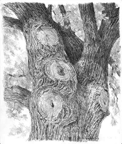 Image result for Graphite Pencil Drawing Tree