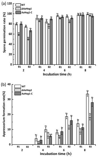 AaHog1 Regulates Infective Structural Differentiation Mediated by ...