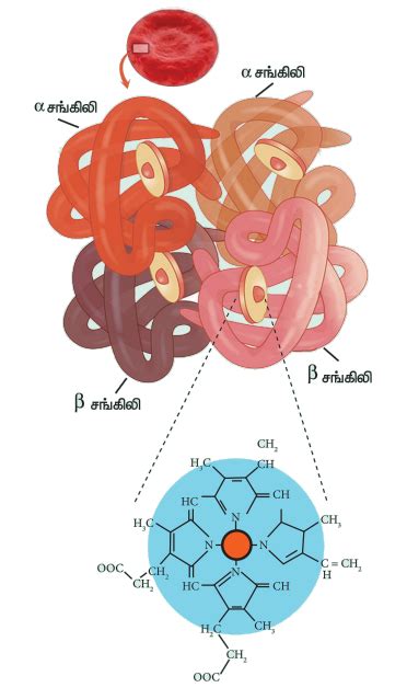 ஆக்சிஜனேற்ற - ஒடுக்க வினைகள் - எடுத்துக்காட்டு, தீர்வு, வகைகள் ...