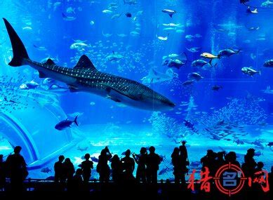 上海水族馆|摄影|其他摄影|ki0i23 - 原创作品 - 站酷 (ZCOOL)