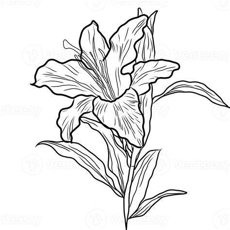 Illustrated lily flower line art. Decorative flower lily outlines ...