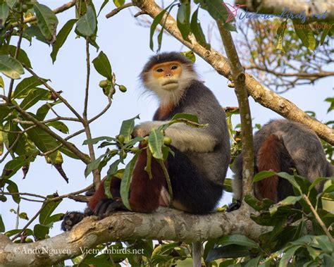 Red shanked Douc Langur - Vietnam Bird Watching and Wildlife Tours