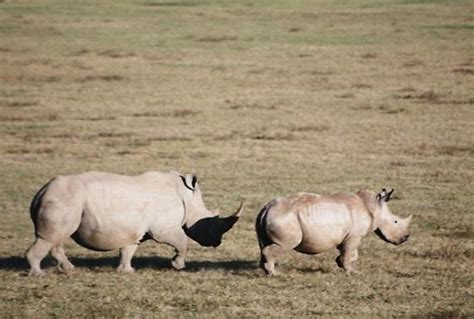 Shamwari Game Reserve Tourism (2023): Best of Shamwari Game Reserve ...