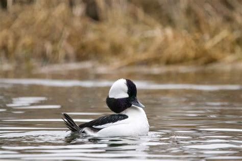 17 Ducks With White Heads (Pictures, Range, and Identification)