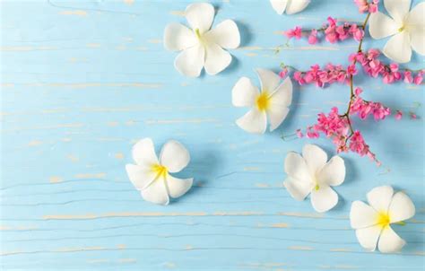 Wallpaper flowers, white, white, wood, flowers, plumeria, plumeria for ...