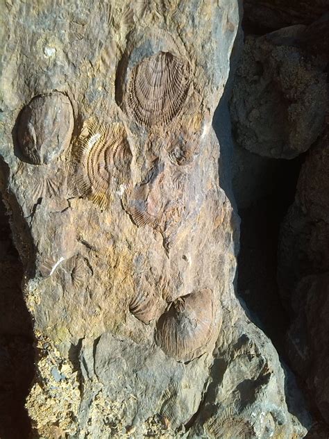 龙骨化石图片,化石的图片,化石图片(第9页)_大山谷图库