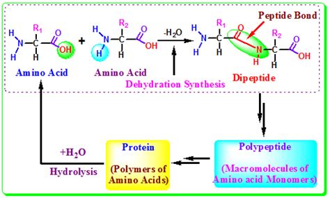 On hydrolysis, water is added at the beginning and the products are ...