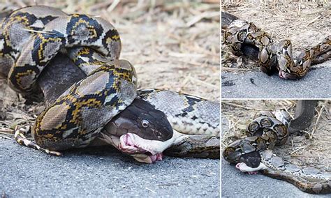 Python Kills Cobra 的图像结果