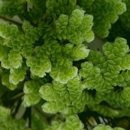 AZOLLA Azolla Seed Price in India - Buy AZOLLA Azolla Seed online at ...