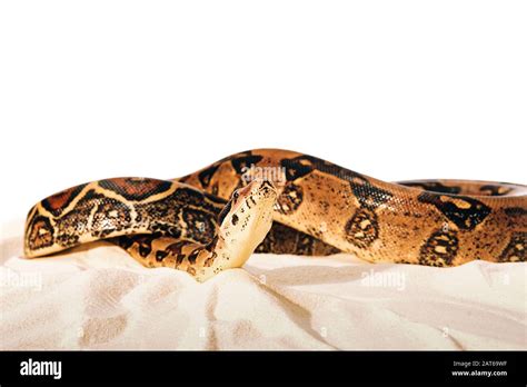 Python-Twisted 的图像结果