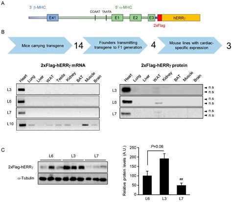 Cardiac-Specific Overexpression of ERRγ in Mice Induces Severe Heart ...