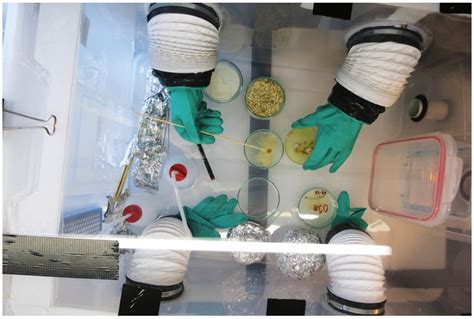 Patterns of Growth—Biomimetics and Architectural Design